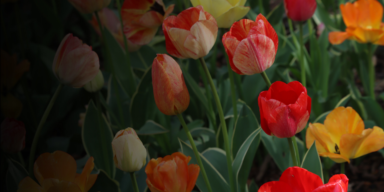 Tulips in Central Park