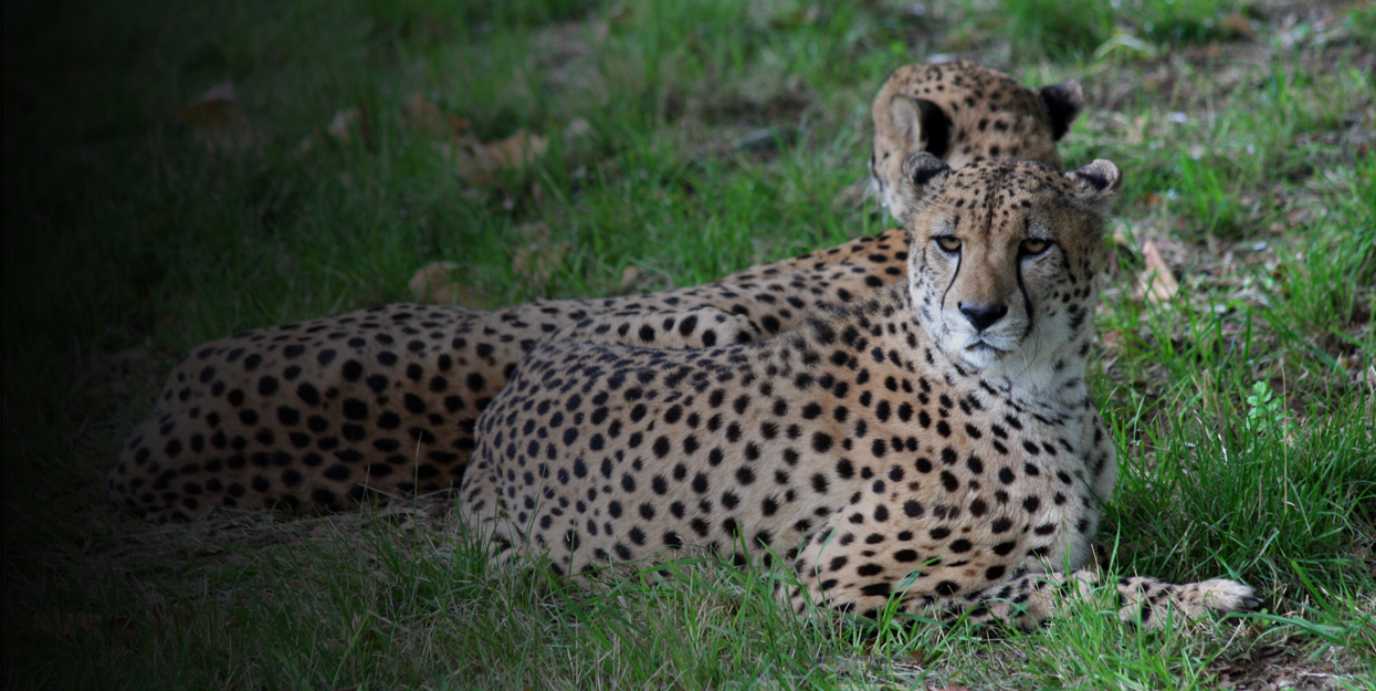 Couple of leopards in the zoo