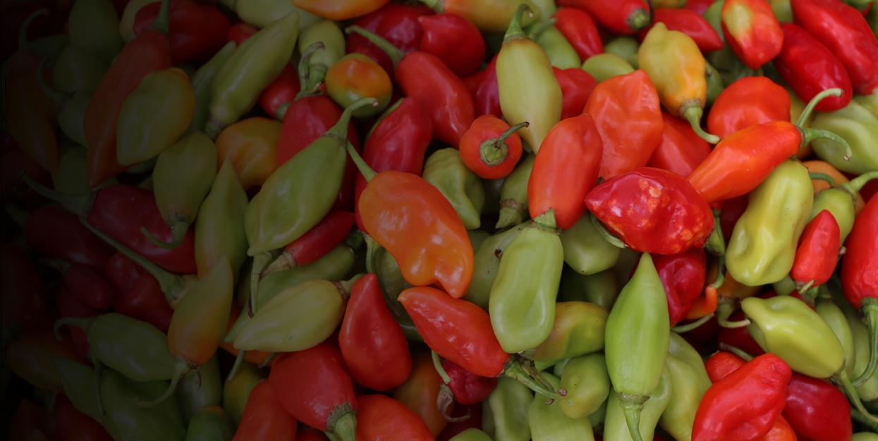Sweet peppers in Martinique