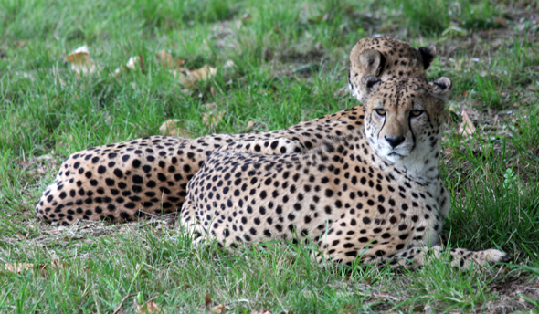 Couple of leopards in the zoo