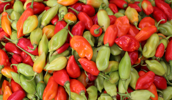 Sweet peppers in Martinique