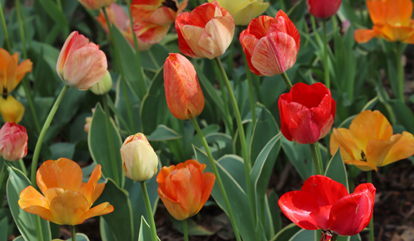 Tulips in Central Park