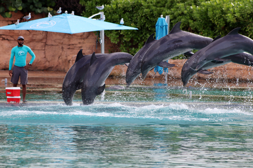 Dolphins in the Bahamas