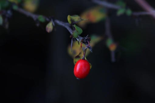 Red bay fruits in Mountain Bear