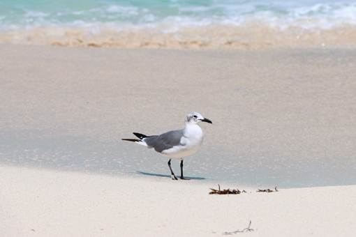 Seagull Bahamas